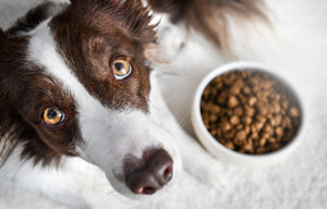 Border collie with dog food in white bowl.