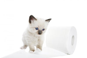 kitten next to roll of toilet paper