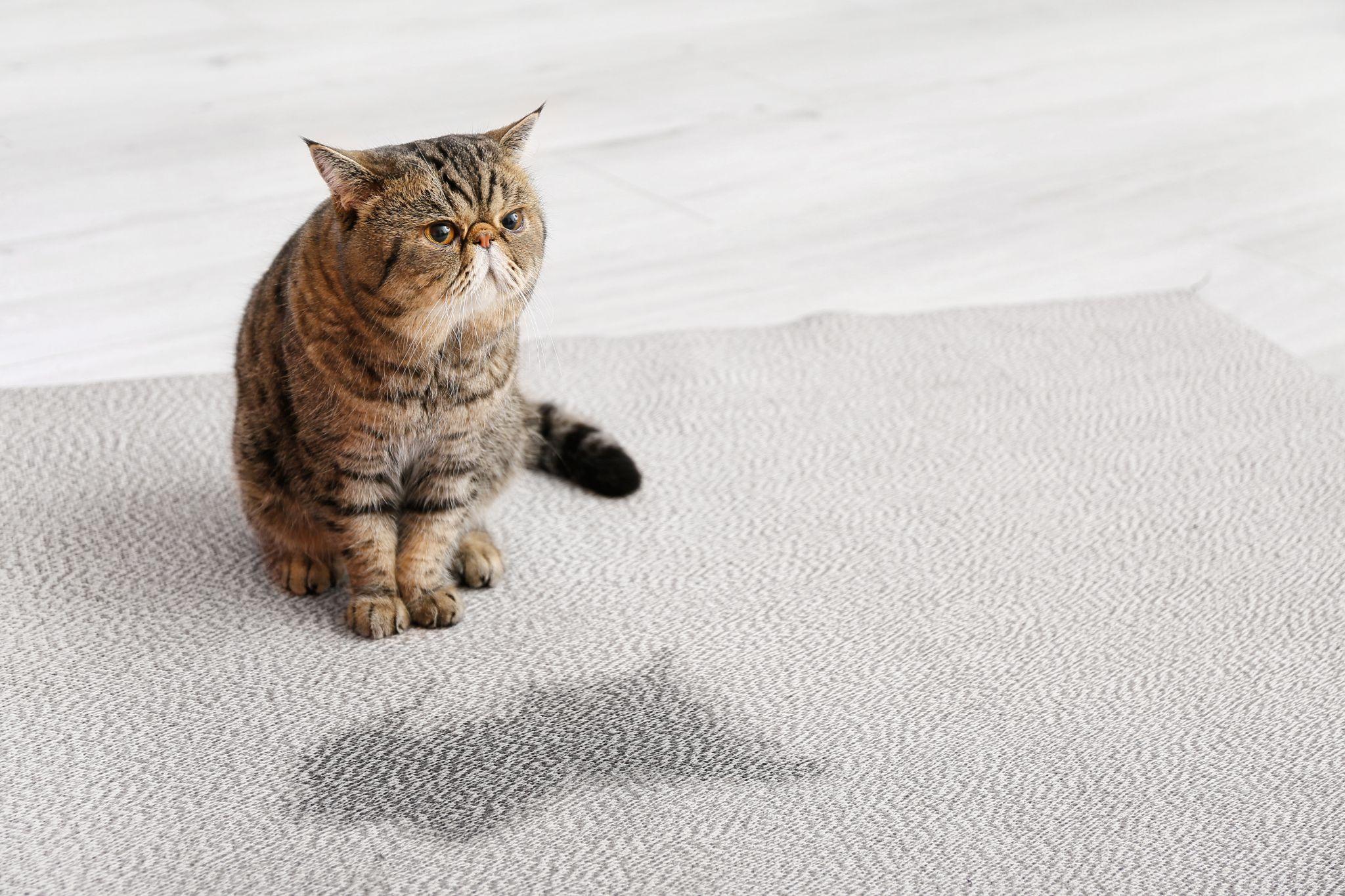 cat urine in cigarettes Nicotine is extremely dangerous for your pets. Even small amounts from cigarettes, vapes, or nicotine patches can be toxic and life-threatening. Keep your pets safealways store nicotine products out of reach! # Smoking Cats? Jesus Dogs? We