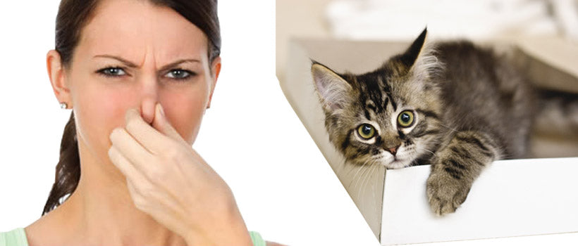 Eliminate the Smell of Cat Urine from Your Carpet