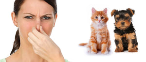 How to Remove Domestic Pet Odors