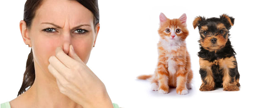 How to Remove Domestic Pet Odors