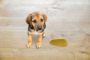 Cute puppy sitting near wet spot