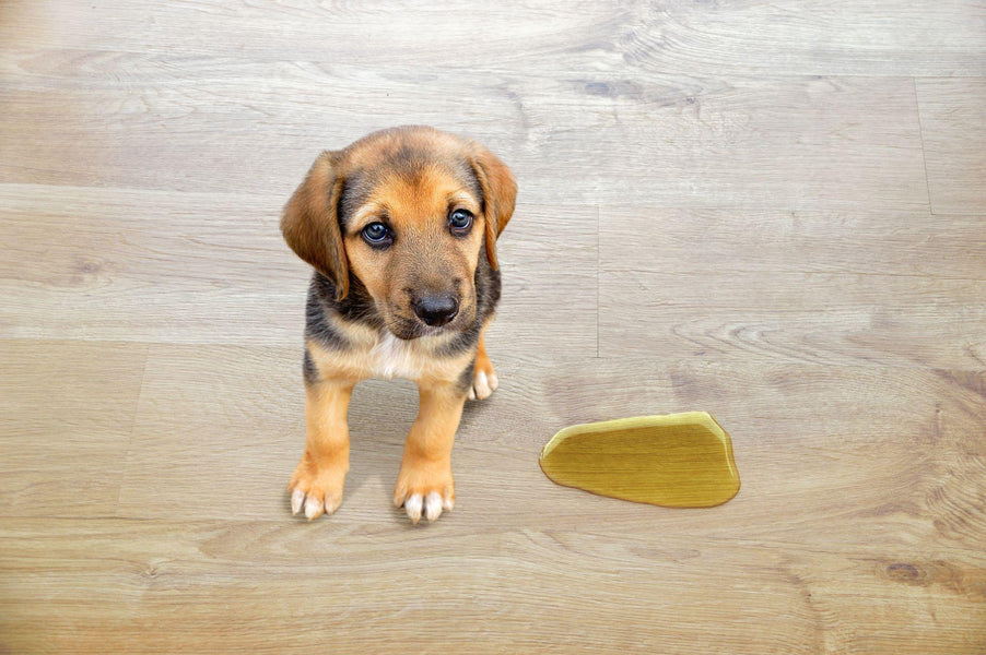 How to Get Rid of Dog Pee Smell