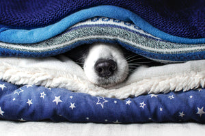 funny home photo of a dog in a pile of things a border collie peeps out 
