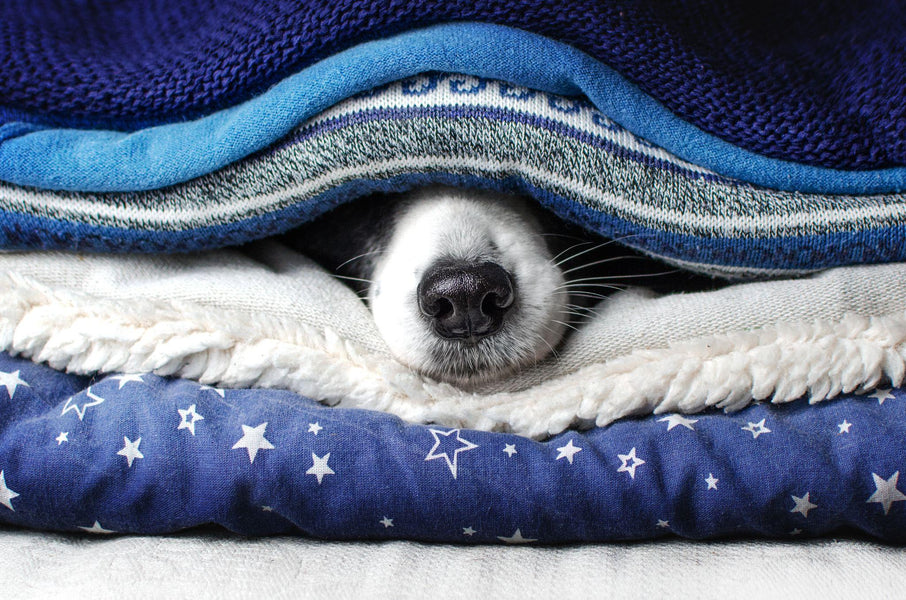 How to Get Rid of Skunk Smell on a Dog