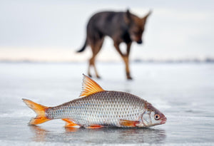 The hungry dog and fresh fish roach on the ice