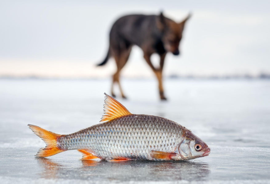 How to Get Rid of a Fishy Smell on Your Dog